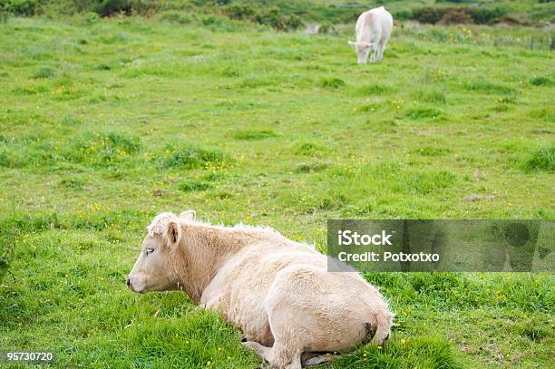 Par De Vacas Irlandés Foto de stock y más banco de imágenes de Aire libre - Aire libre, Animal, Animal doméstico