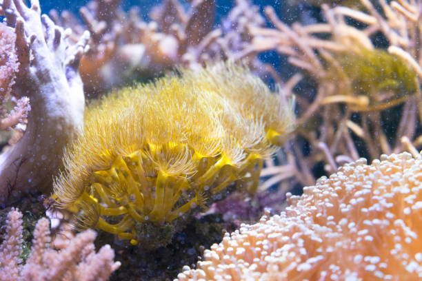 istock Beautiful sea anemone in aquarium. 957311166