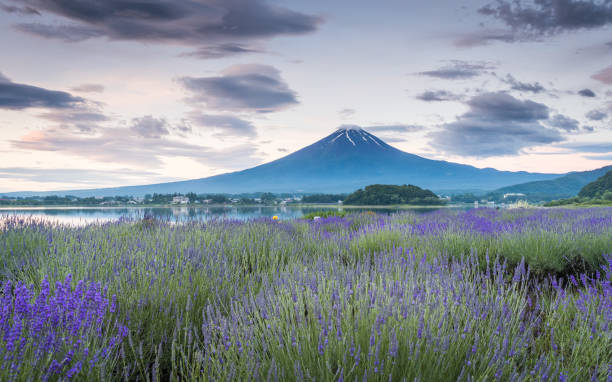 istock View of Mountain Fuji and lavender fields 957312010