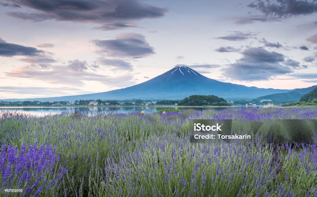 View of Mountain Fuji and lavender fields View of Mountain Fuji and lavender fields in summer season at Lake kawaguchiko Agricultural Field Stock Photo