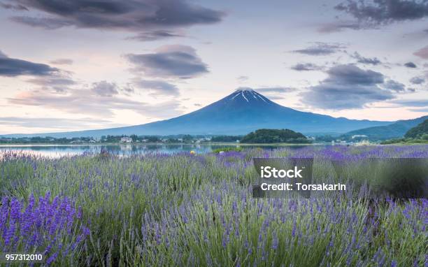 View Of Mountain Fuji And Lavender Fields Stock Photo - Download Image Now - Agricultural Field, Asia, Awe
