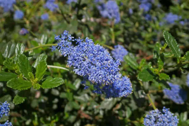 Close-up on Ceanothus thyrsiflorus blossoms (known as blueblossom or blue blossom ceanothus).