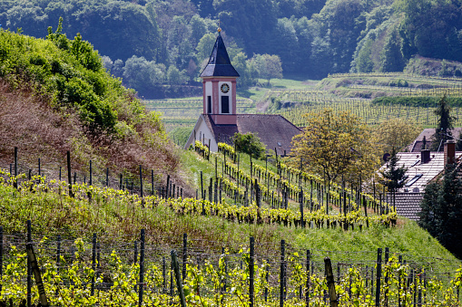 Sankt Romanus church nearby Badberg in Kaiserstuhl, Germany. Looking at the tower through the wineyard on a beautiful spring morning.