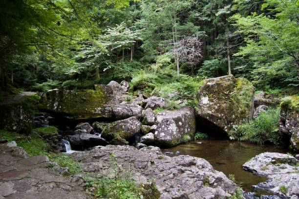 Akame 48 Waterfalls: Mysterious hiking trails, giant trees & moss covered rock formations, untouched nature, lush vegetation, cascading waterfalls & enormous amphibians in rural Japan close to Osaka Asia akame shijyuhachi stock pictures, royalty-free photos & images