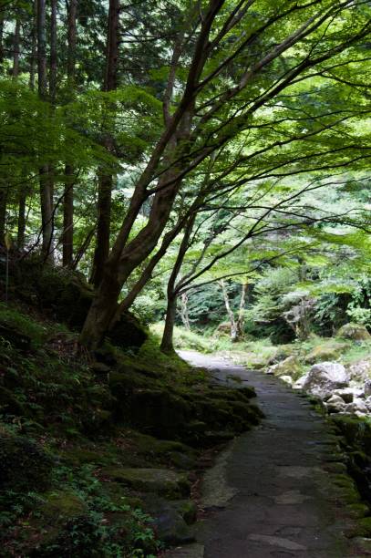 Akame 48 Waterfalls: Mysterious hiking trails, giant trees, untouched nature, moss covered rocks, lush vegetation, cascading waterfalls and enormous amphibians in rural Japan close to Osaka and Kyoto Hiking in Asia akame shijyuhachi stock pictures, royalty-free photos & images
