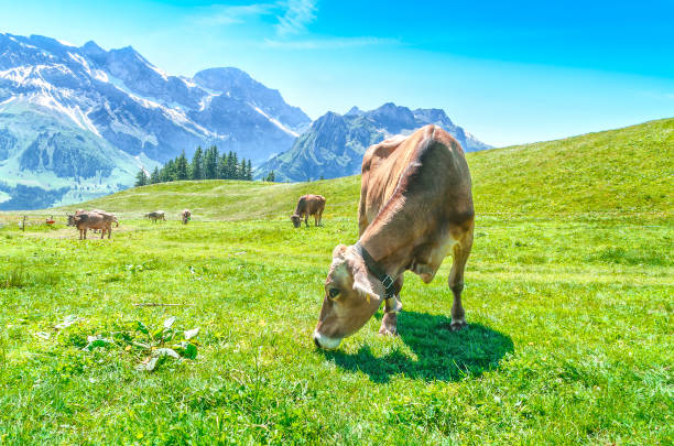 istock pasture with large horned animals and a cow chewing grass 957318308