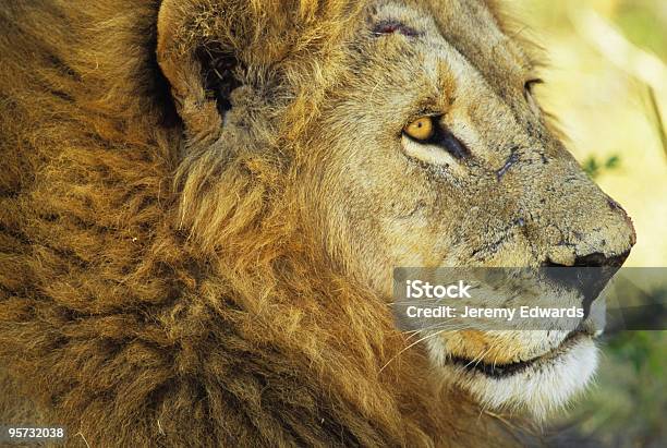 Perfil De Leões O Parque Nacional De Moremi Botswana - Fotografias de stock e mais imagens de Animais caçando