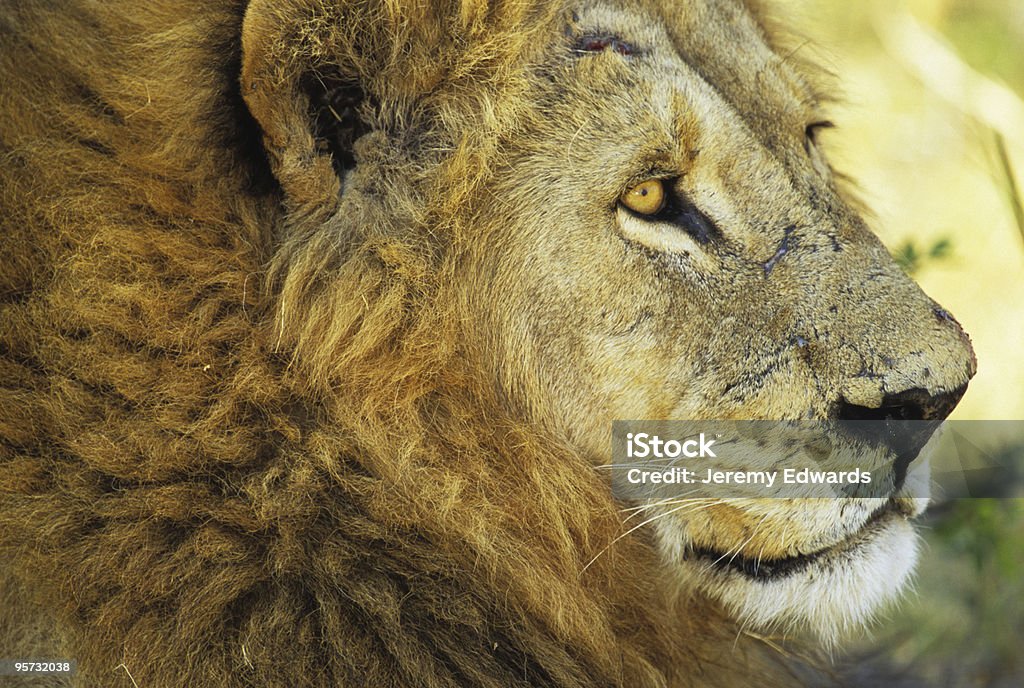 Лев профиль, Moremi Национальный парк, Ботсвана - Стоковые фото Африка роялти-фри