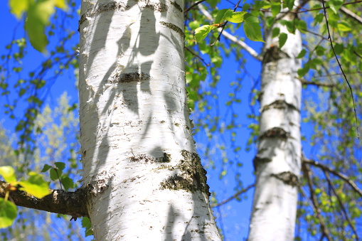 birch trees with white bark in summer in birch grove