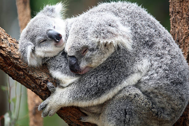 koala, phascolarctos cinereus) - cinereous photos et images de collection