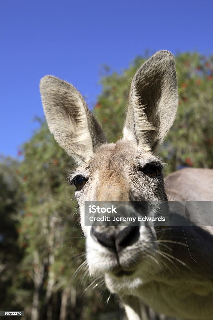 Close-Up de Canguru - Royalty-free Animal Foto de stock