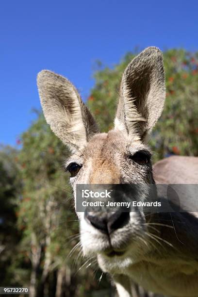 Closeup De Canguru - Fotografias de stock e mais imagens de Animal - Animal, Animal selvagem, Austrália