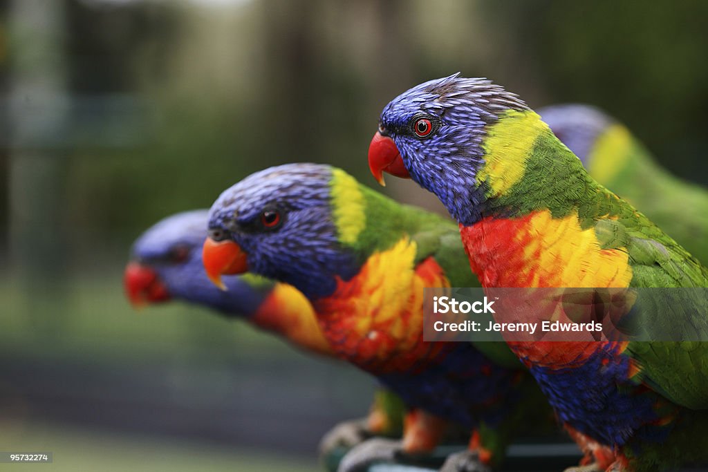 Rainbow Lorikeets  Bird Stock Photo
