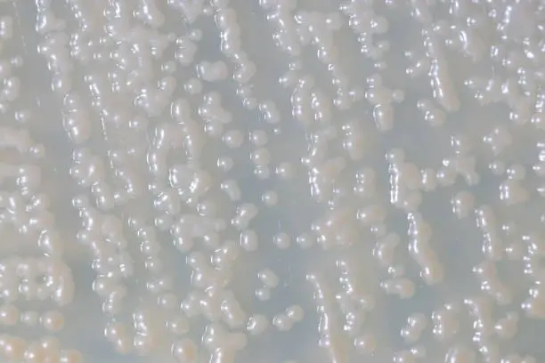 Photo of Backgrounds of Yeast under the microscope.