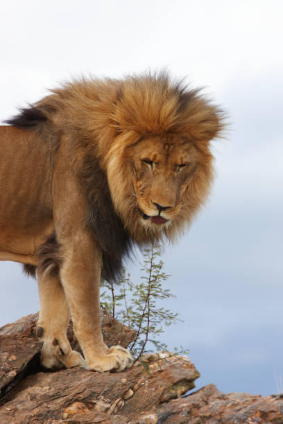 istock Male lion on a rock 95733032
