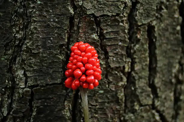 Photo of Jack-In-The-Pulpit Arisaema triphyllum Seed Pod