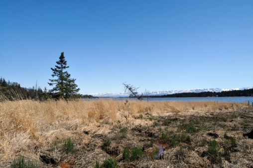 A landscape across the wetlands and marsh looking over Kachemak Bay to the Kenai Mountains. A weathered Spruce tree is leaning while a healthy tree stands upright.
