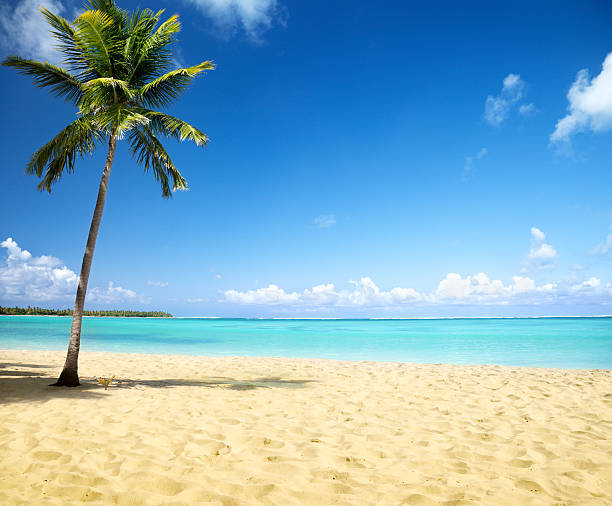 istock sea and coconut palm 95733177