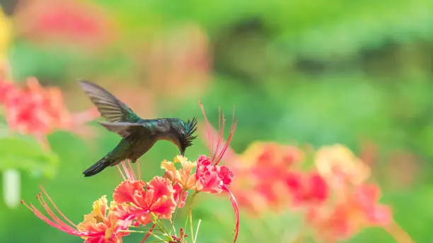 Antillean Crested Hummingbird, beautiful bird eating nectar on an exotic flower