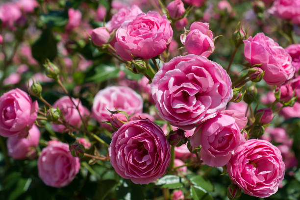 istock Blooming beautiful colorful roses background 957332390