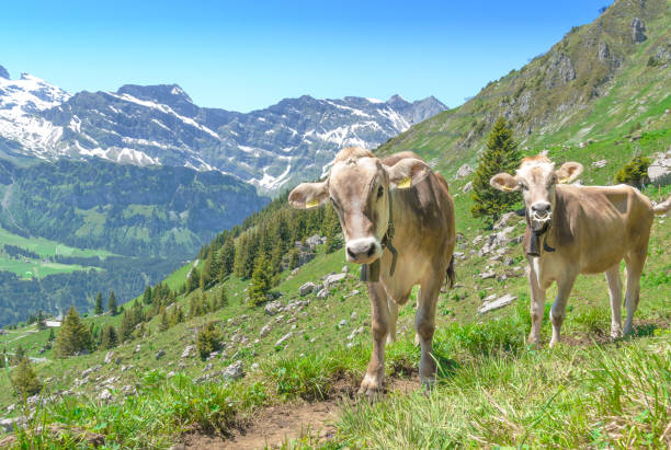 istock Two Alpine cows in a pasture in the mountains 957334258