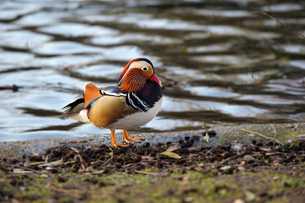 istock Mandarin Duck drake by the edge of a pond 95733467