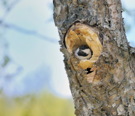 A Black-capped Chickadee ( Poecile atricapillus ) in its cavity nest. It mustbe spring in Alaska as this migrant has return to breed.