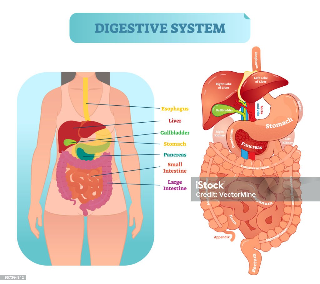 Human digestive system anatomical vector illustration diagram with inner organs. Human digestive system medical anatomical vector illustration diagram with inner organs. Female patient. Medical information labeled poster. Digestive System stock vector