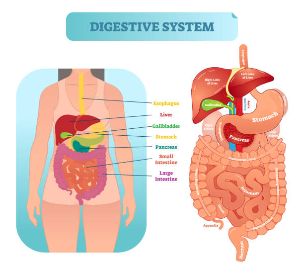 Human digestive system anatomical vector illustration diagram with inner organs. Human digestive system medical anatomical vector illustration diagram with inner organs. Female patient. Medical information labeled poster. human digestive system illustrations stock illustrations