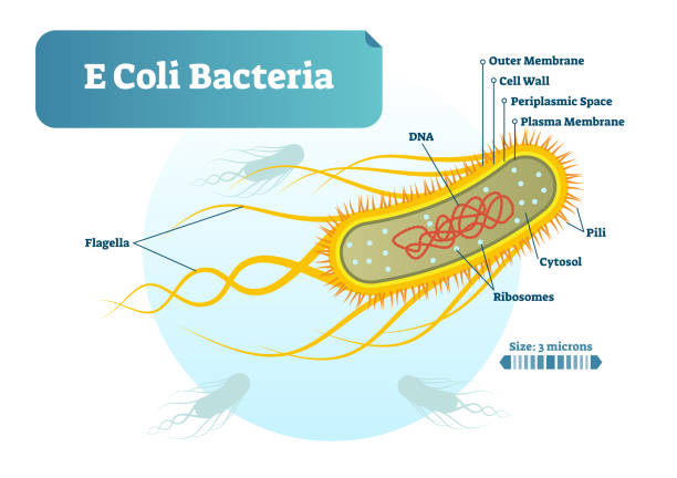 e coli бактерий микро биологических вектор иллюстрации поперечного сечения помечены диаграммы. информационный плакат медицинских исследова - bacterium e coli science illness stock illustrations