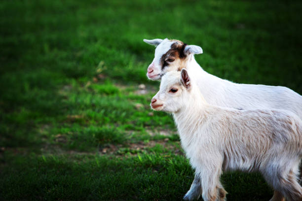 istock two white baby goats on green grass 957345260