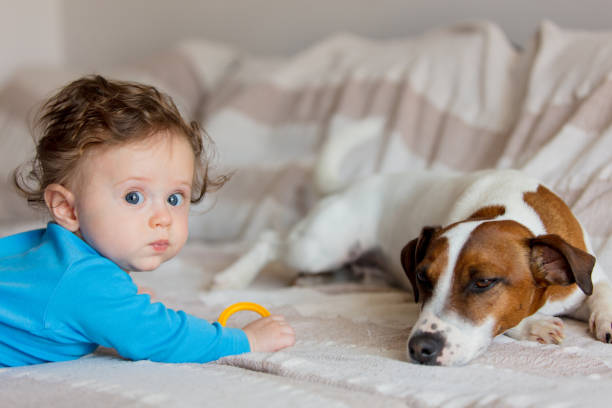 istock Little baby boy with jack russell terrier 957351248