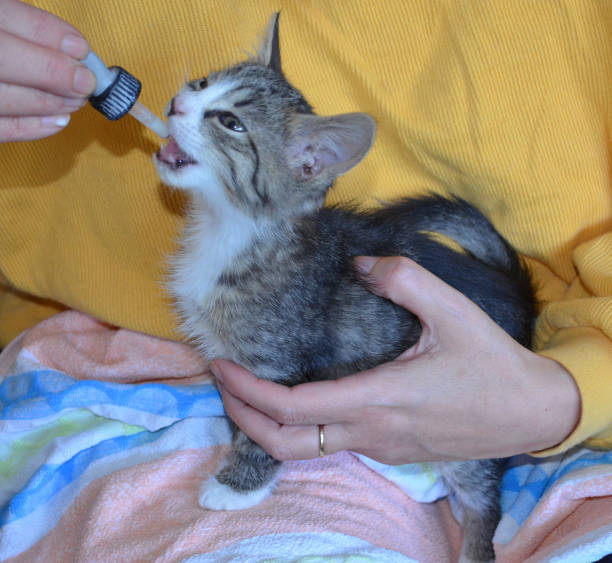 istock Small abandoned kitten being fed with a pipette with milk 957352392