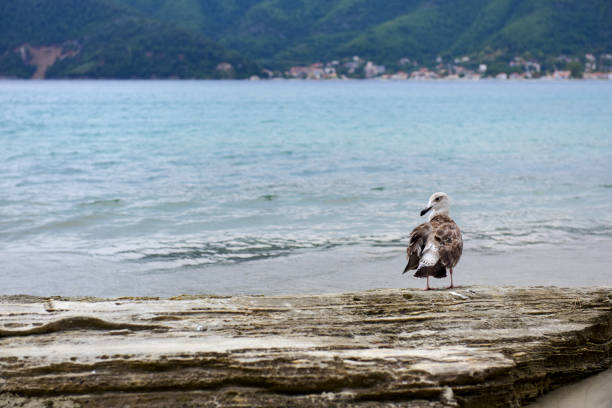 Seagull on the rock by the sea