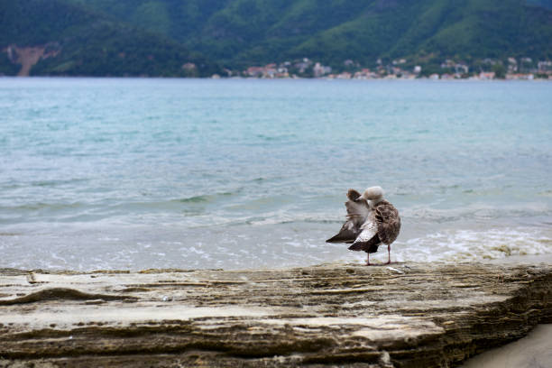 Seagull on the rock by the sea