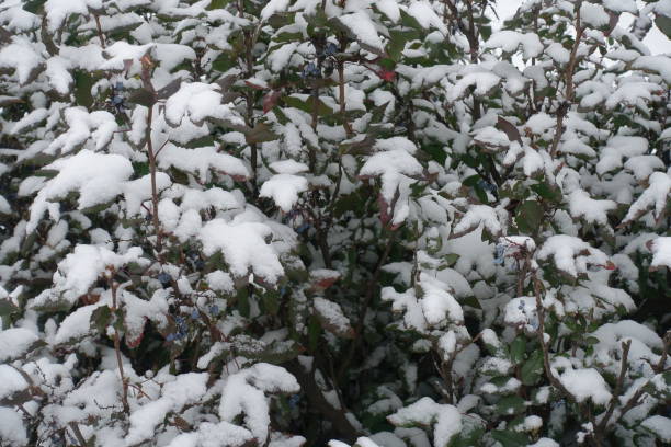 istock Evergreen shrub of Oregon grape covered with snow 957358302