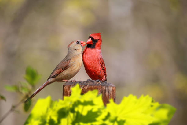 Loved Cardinal Feed Each Other Loved Cardinal Feed Each Other in the Summer female animal stock pictures, royalty-free photos & images