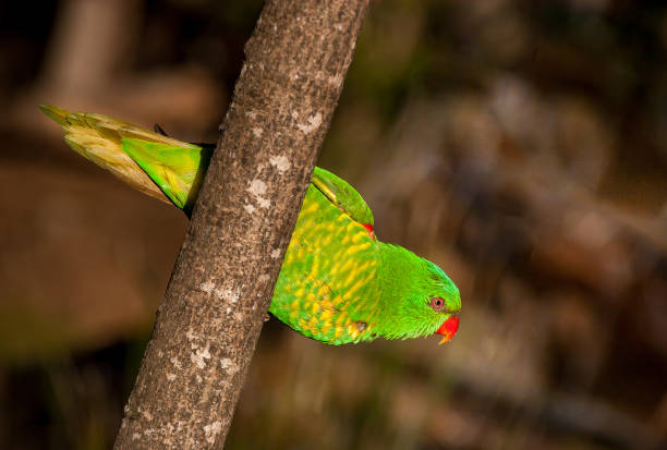 istock Scaly-breasted lorikeet on a twig 957364408