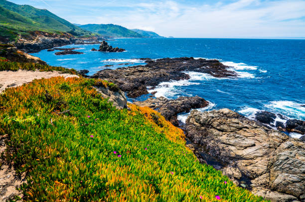 succulente che crescono lungo la costa californiana pacific coast highway ocean landscape bliss - coastline big sur usa the americas foto e immagini stock