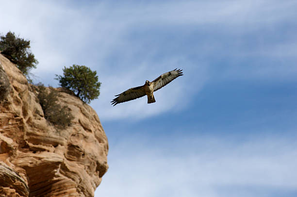 Búteo-de-cauda-voadora vermelha - fotografia de stock