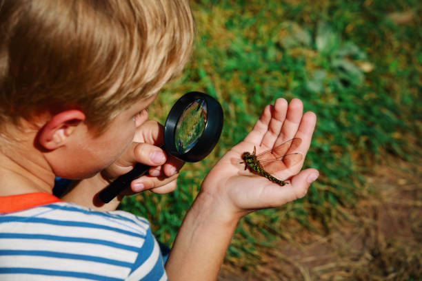 istock kids learning - little boy exploring dragonfly with magnifying glass 957369660