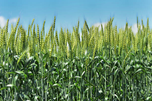 istock Wheat field in early summer 957369780