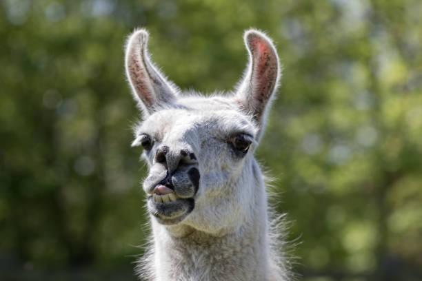 istock Goofy lama pulling face. Funny llama animal sticking tongue out 957369806