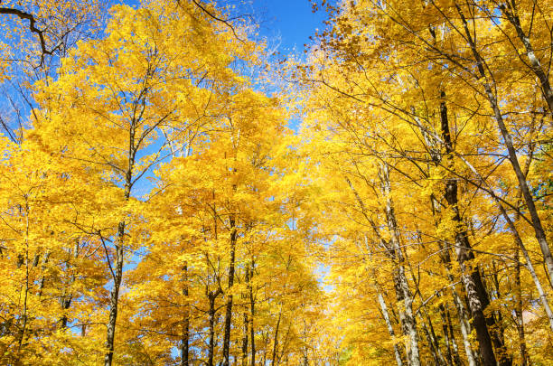 wysokie drzewa ze złotymi liśćmi przeciwko błękitnemu niebu w słoneczny jesienny dzień - gold yellow aspen tree autumn zdjęcia i obrazy z banku zdjęć