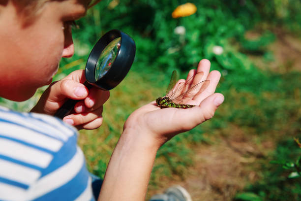 istock kids learning - little boy exploring dragonfly with magnifying glass 957370028