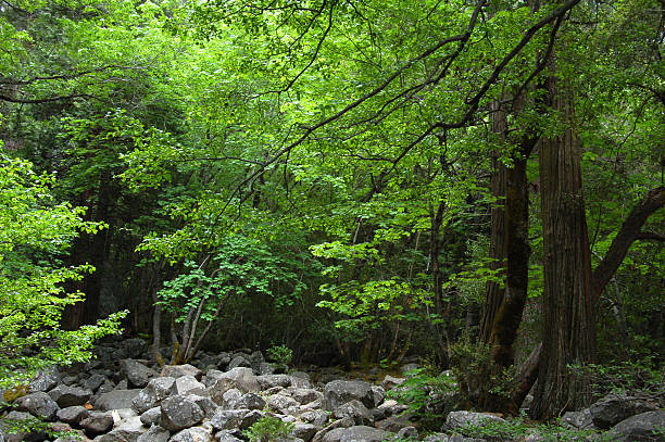 trees in a forest stock photo