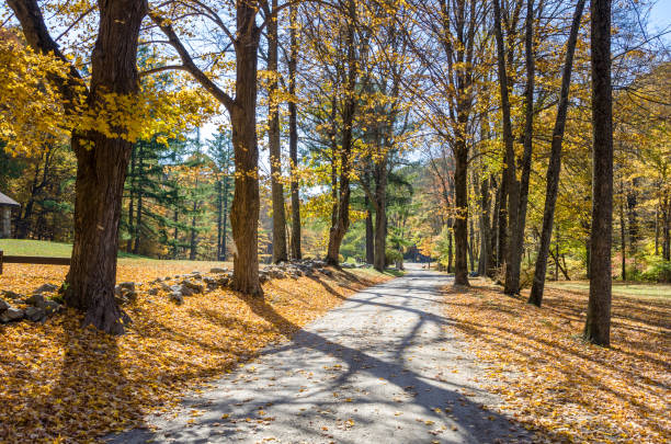 istock Empty Narrow Country Road Lined With Trees on a Sunny Autumn Morning 957372688