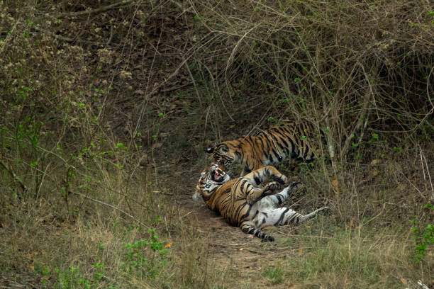 istock Mother and cub tiger playing in the jungle 957373780