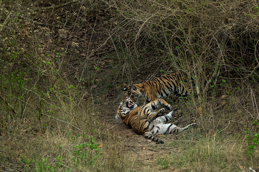 A playful scene of mother and cub tiger in the Bandipur National Park, India.