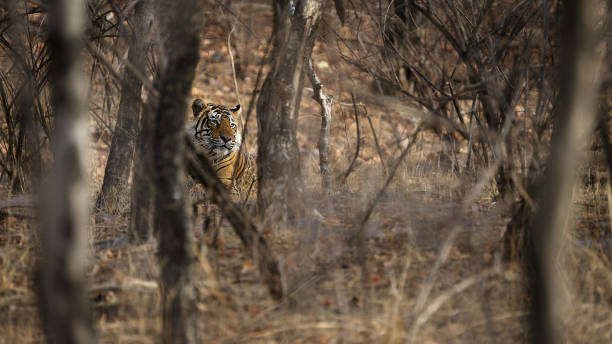 istock Male tiger looking behind tree at Ranthambore National Park India 957374504